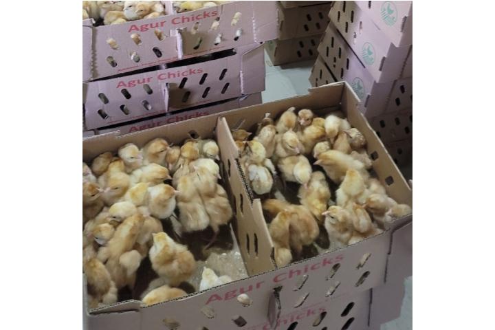 Day Old Chicks Broilers