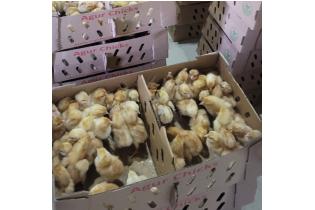 Day Old Chicks Broilers