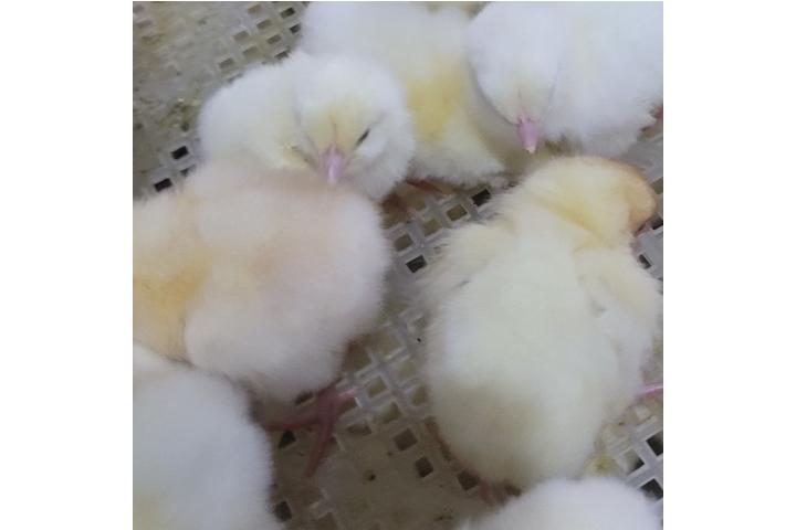 Day Old Chicks Layers