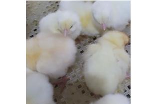 Day Old Chicks Layers