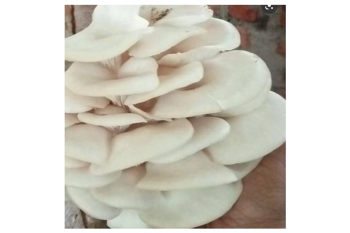Fresh Oyster Mushrooms