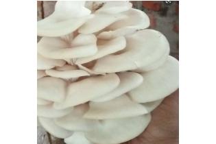 Fresh Oyster Mushrooms