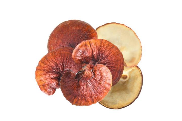 Fresh Ganoderma Mushrooms