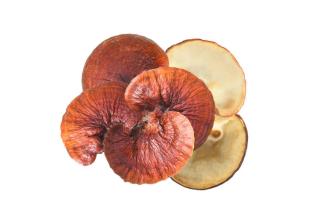 Fresh Ganoderma Mushrooms