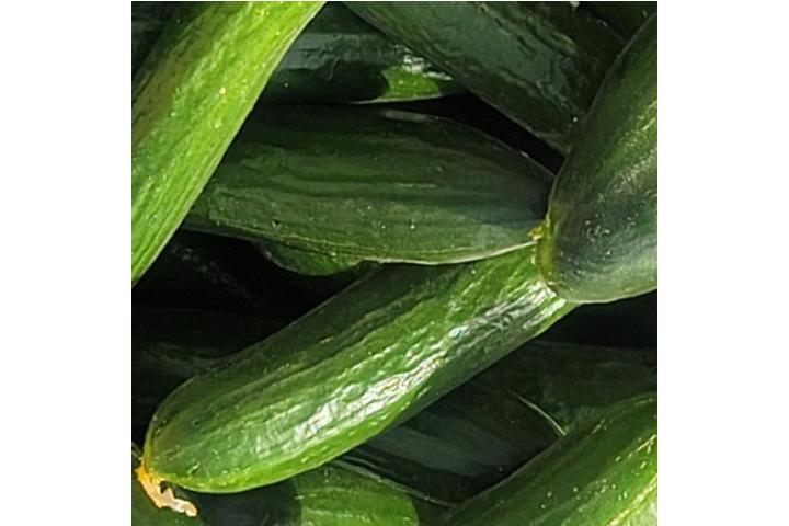 Regular Cucumber