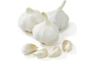 Garlic 