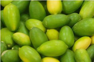 Indian Lemon - Kaji Nemu