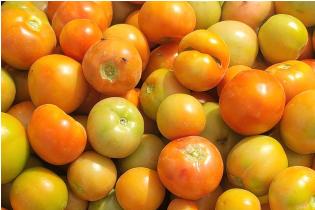 Fresh Tomatoes - Roma