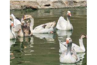 chinese Geese