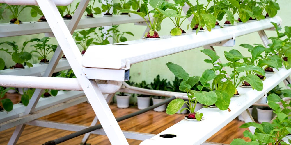 Hydrophonic Farming